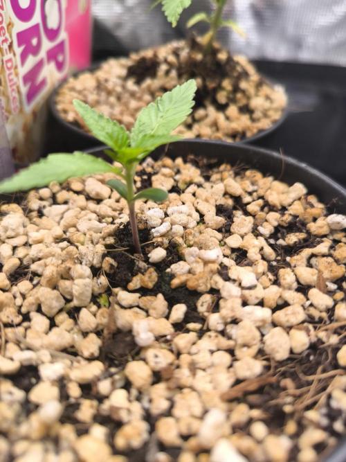 #6 Lemon Cherry Cookies Auto - fastbuds. Week 2