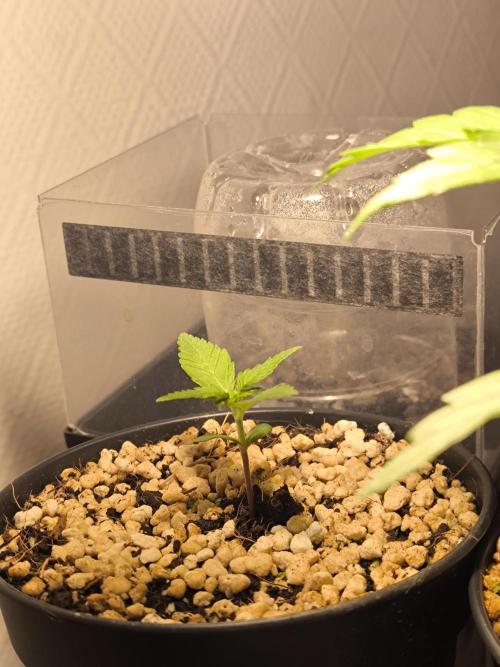 #6 Lemon Cherry Cookies Auto - fastbuds. Week 2