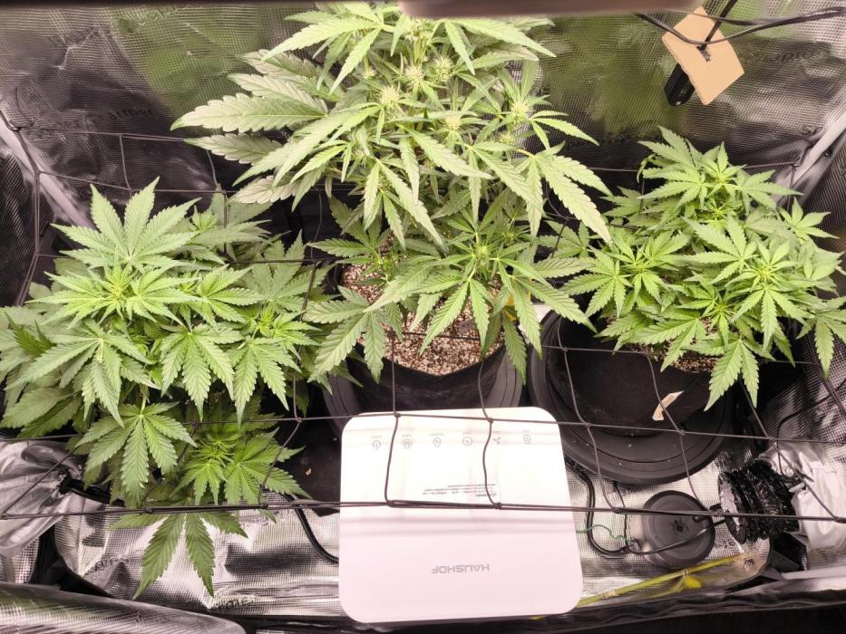 First grow #3 haze berry auto. Week 6