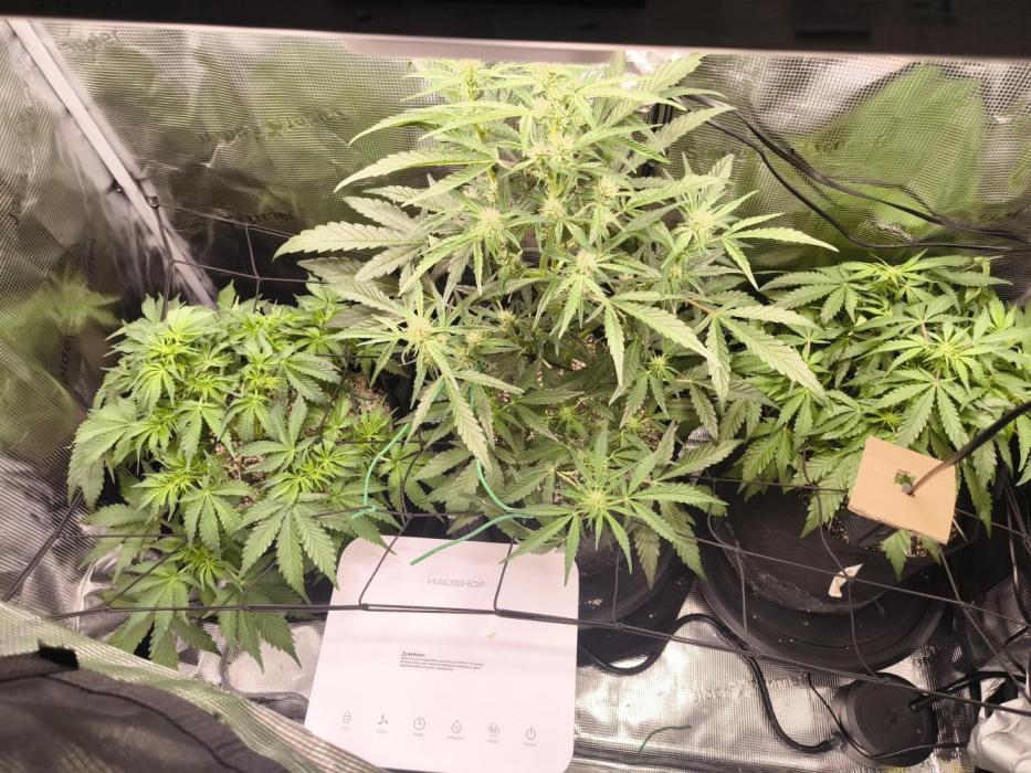 First grow #3 haze berry auto. Week 7