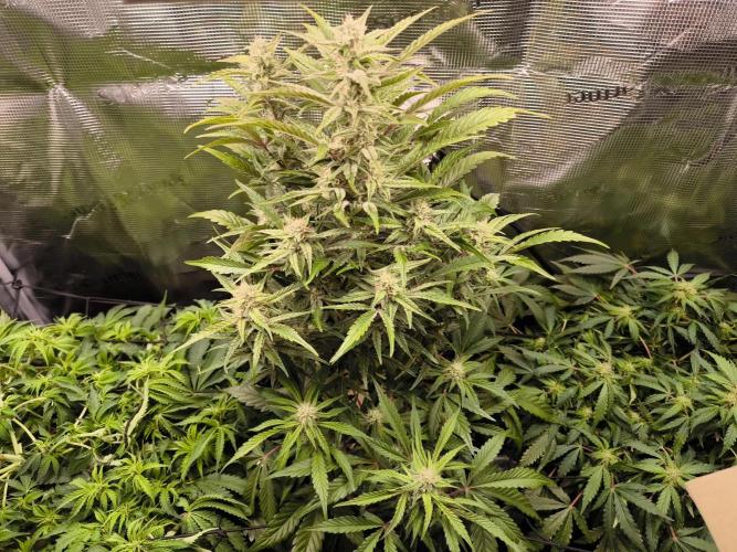 First grow #3 haze berry auto. Week 8