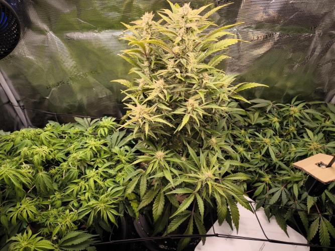 First grow #3 haze berry auto. Week 8