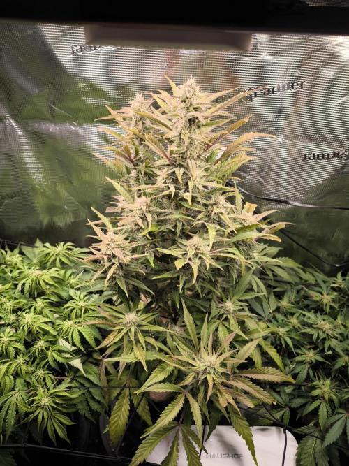 First grow #3 haze berry auto. Week 9