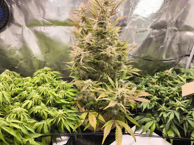 First grow #3 haze berry auto. Week 9