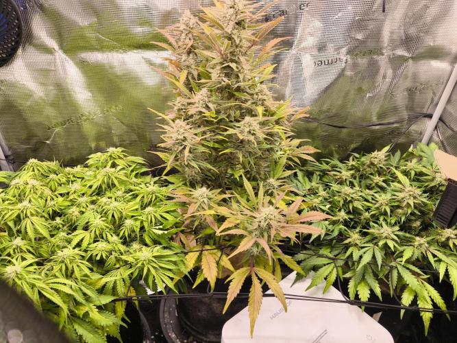 First grow #3 haze berry auto. Week 9