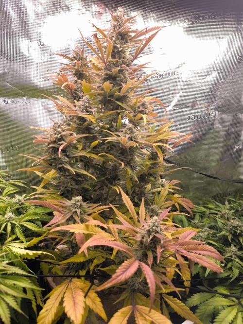 First grow #3 haze berry auto. Week 10