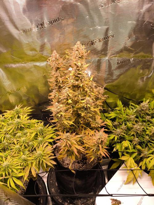 First grow #3 haze berry auto. Week 10