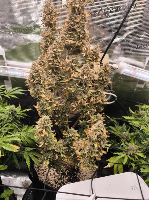 First grow #3 haze berry auto. Week 12