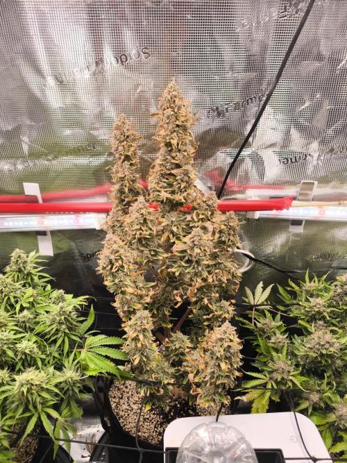 First grow #3 haze berry auto. Week 12