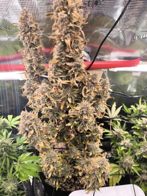 First grow #3 haze berry auto. Week 12