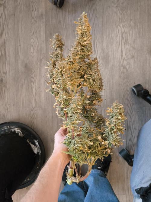 First grow #3 haze berry auto. Week 13