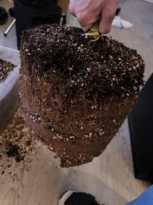 First grow #3 haze berry auto. Week 13