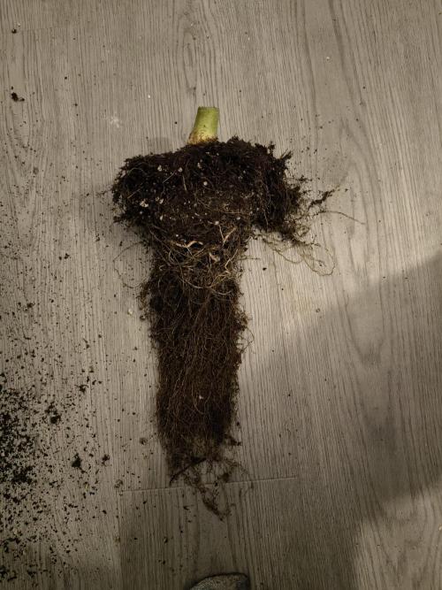 First grow #3 haze berry auto. Week 13