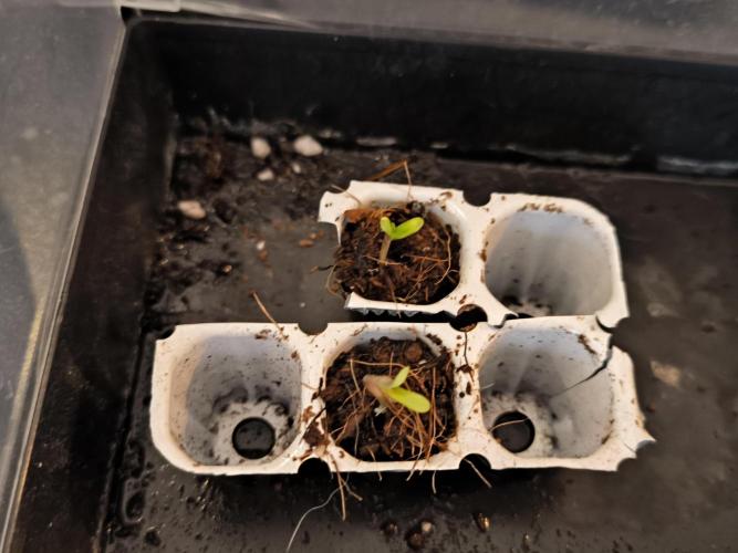 #7 Sticky Brocoli - Eternity cup. Week 0 - Bottom one