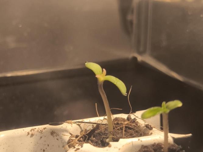 #7 Sticky Brocoli - Eternity cup. Week 0 - Top one