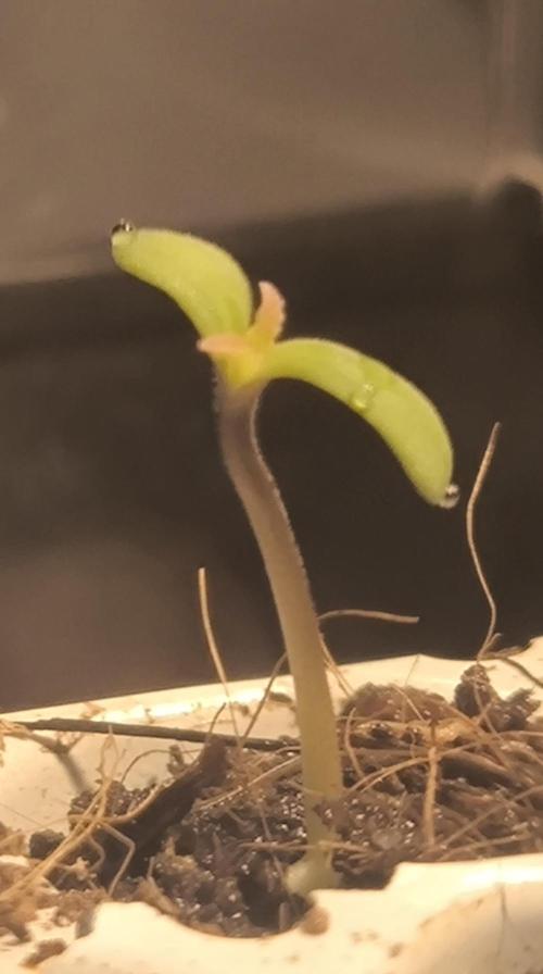 #7 Sticky Brocoli - Eternity cup. Week 0 - Prettiest looking girl around