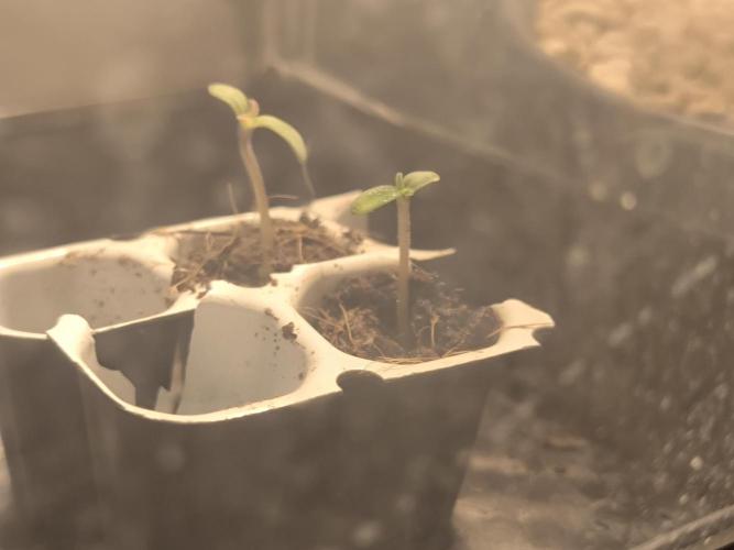 #7 Sticky Brocoli - Eternity cup. Week 0 - A nice shot with her aunt - OG kush - Zamnesia 