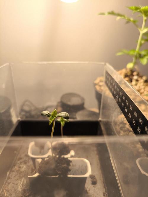 #7 Sticky Brocoli - Eternity cup. Week 0 - Already bigger than her aunt. Meanest looking girl. 