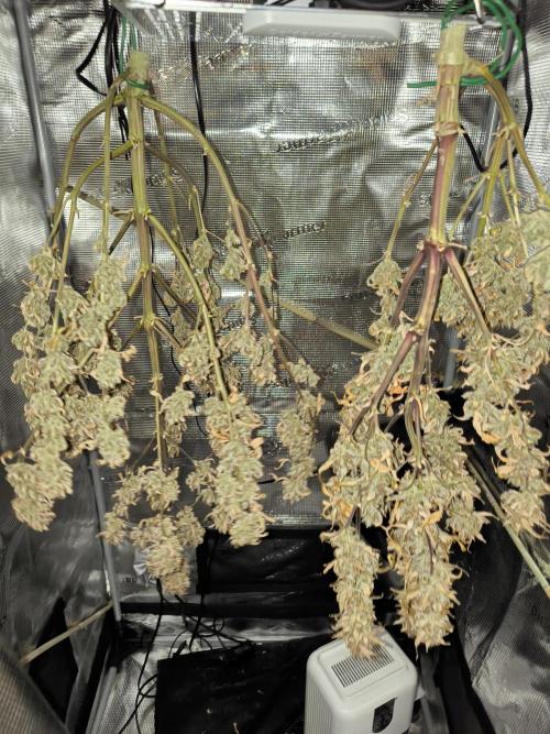 First time #1 Haze berry auto. Week 14