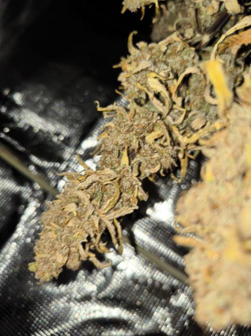 First grow #3 haze berry auto. Week 13 - 🌚🤯