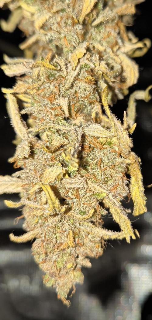 First grow #3 haze berry auto. Week 13