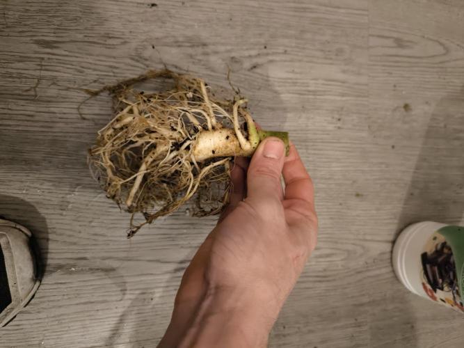 First grow #3 haze berry auto. Week 13