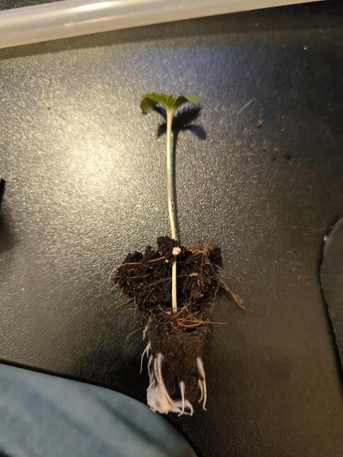 #7 Sticky Brocoli - Eternity cup. Week 0 - Potted in a little carton, way better, she already has nice roots