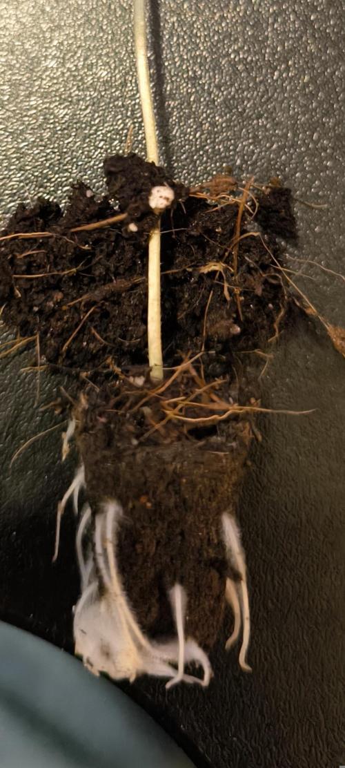 #7 Sticky Brocoli - Eternity cup. Week 0 - Fluffy roots are the best.