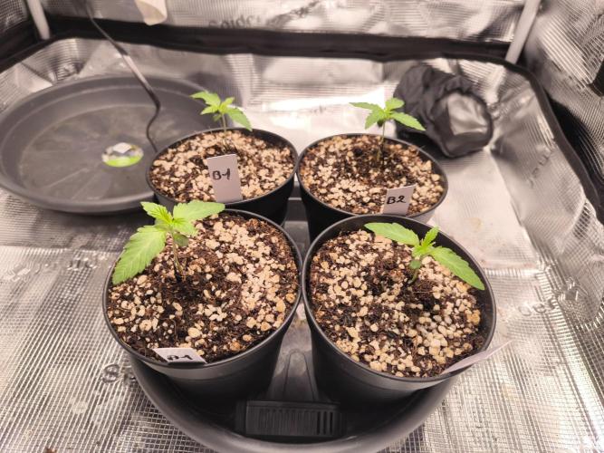 #2 NYC sour D. Auto. Week 1