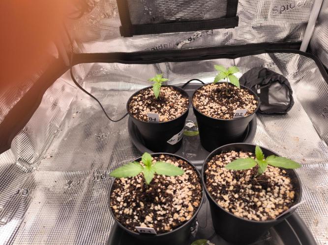 #2 NYC sour D. Auto. Week 1