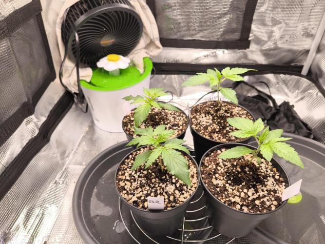 #2 NYC sour D. Auto. Week 1