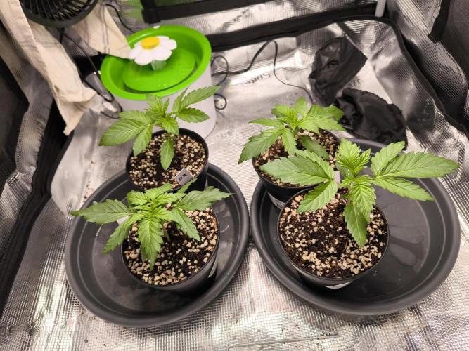 #2 NYC sour D. Auto. Week 2