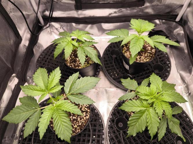 #2 NYC sour D. Auto. Week 2