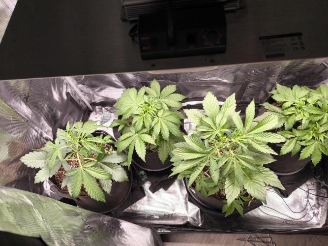 #2 NYC sour D. Auto. Week 4