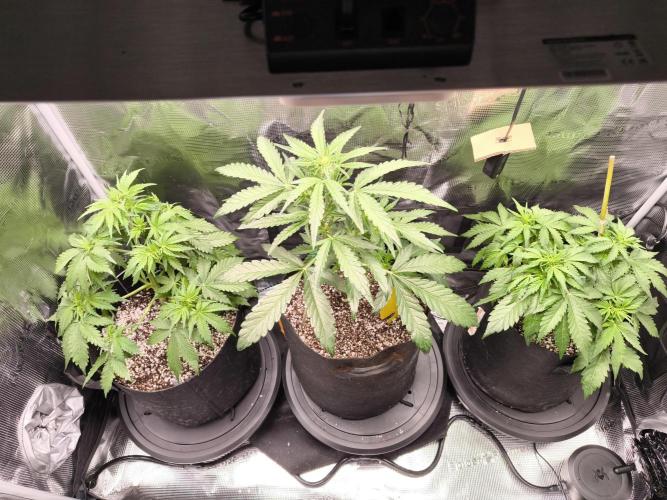 #2 NYC sour D. Auto. Week 4