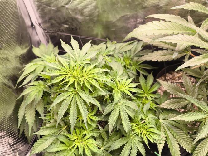 #2 NYC sour D. Auto. Week 6