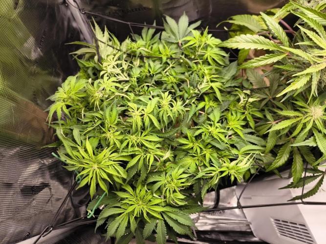 #2 NYC sour D. Auto. Week 7