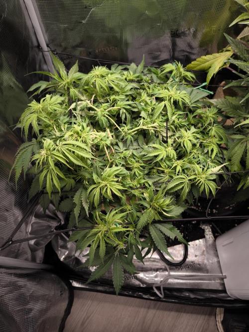 #2 NYC sour D. Auto. Week 7