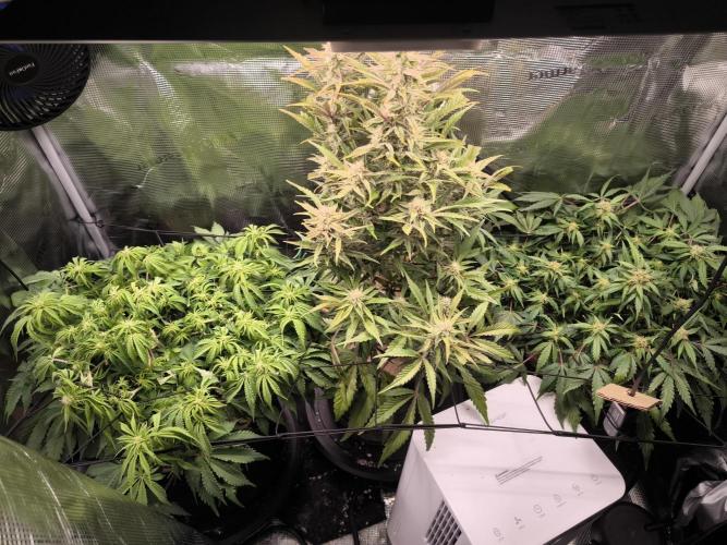 #2 NYC sour D. Auto. Week 7