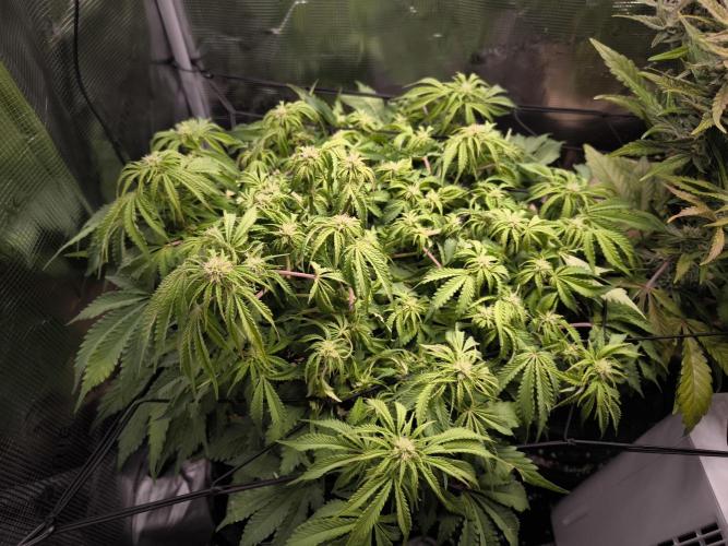 #2 NYC sour D. Auto. Week 8