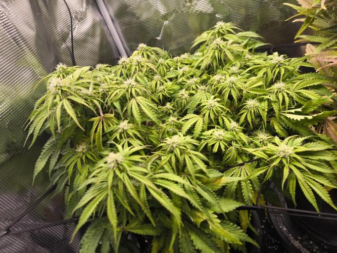 #2 NYC sour D. Auto. Week 8