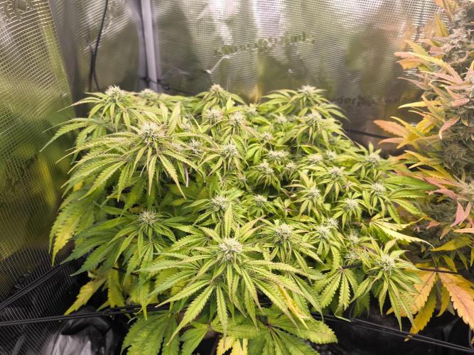 #2 NYC sour D. Auto. Week 9