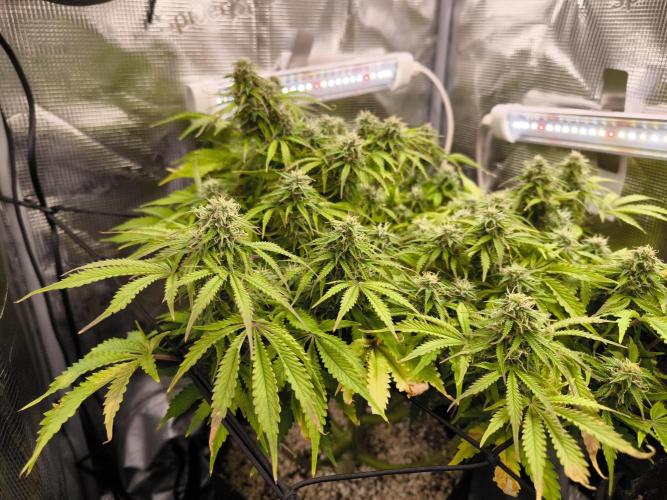 #2 NYC sour D. Auto. Week 10