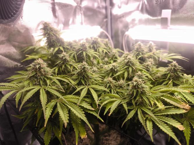 #2 NYC sour D. Auto. Week 10