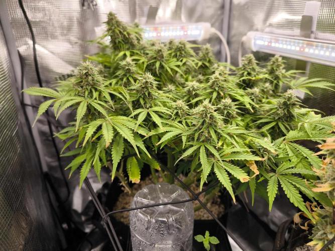 #2 NYC sour D. Auto. Week 11