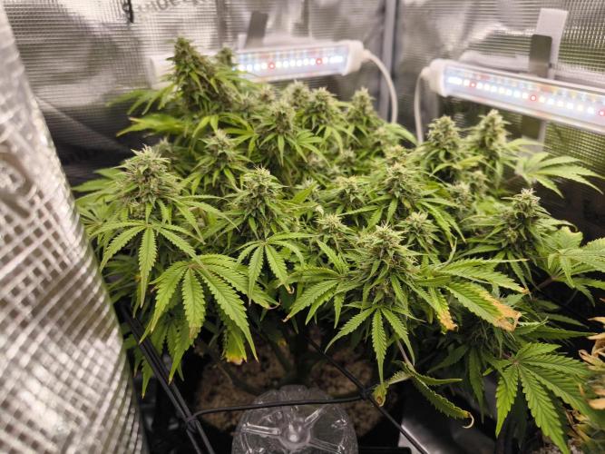 #2 NYC sour D. Auto. Week 11