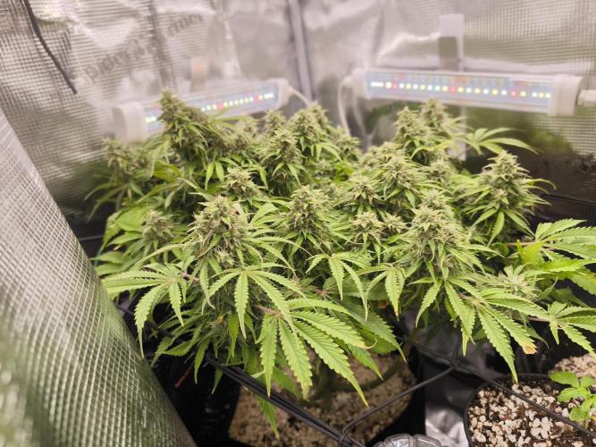 #2 NYC sour D. Auto. Week 11