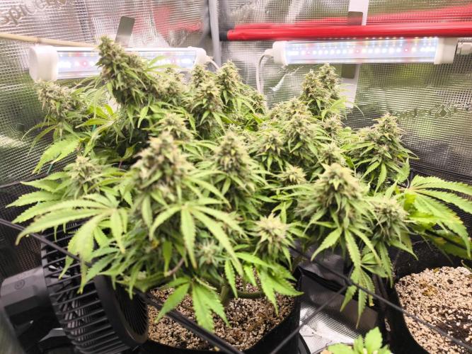 #2 NYC sour D. Auto. Week 12