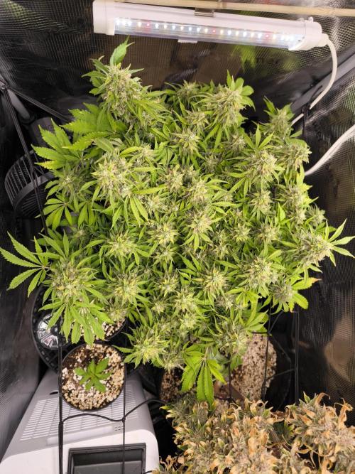 #2 NYC sour D. Auto. Week 12