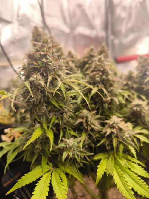 #2 NYC sour D. Auto. Week 13